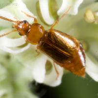 Pollen-eating Rove Beetle (Eusphalerum sp)