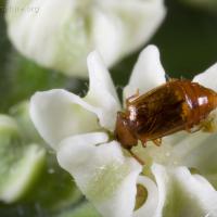 Pollen-eating Rove Beetle (Eusphalerum sp)