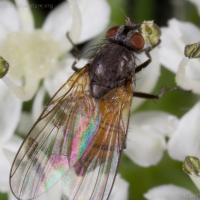 Fly (Diptera)