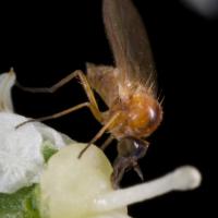 Unidentified Fly (Empidoidea)