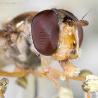 Syrphid Fly (Meliscaeva cintella)
