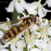 Syrphid Fly (Meliscaeva cintella)
