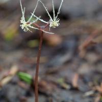 Fern-leaf Goldthread (Coptis asplenifolia)