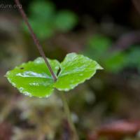 Heart-leaf Twayblade (Listera cordata)