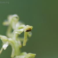 Green Bog Orchid (Platanthera huronensis)