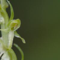 Green Bog Orchid (Platanthera huronensis)