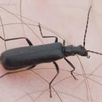 Soldier Beetle (Podabrus sp)