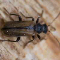 Leaf Beetle (Syneta sp)