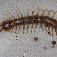 Stone Centipede (Lithobiomorpha sp)