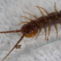Stone Centipede (Lithobiomorpha sp)