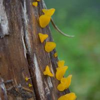 Orange Gumdrop Fungus (Guepiniopsis alpina)