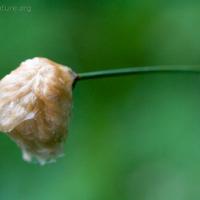 Russet Cottongrass (Eriophorum chamissonis)