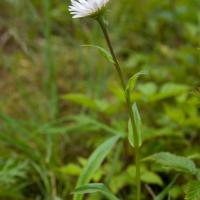 Subalpine Daisy (Erigeron peregrinus)