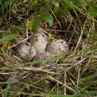Spotted Sandpiper Nest (Actitis macularia)
