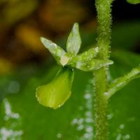 Northwestern Twayblade (Listera banksiana)