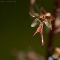 Heart-leaved Twayblade (Listera cordata)