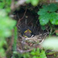 Orange-crowned Warbler Nest