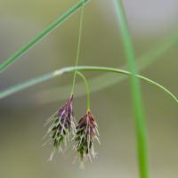 Long-awned Sedge (Carex macrochaeta)