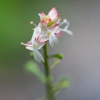 Enchanter's Nightshade (Circaea alpina)