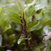 Rhizomnium magnifolium