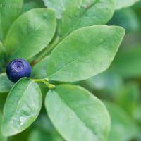 Alaska Blueberry (Vaccinium alaskaense)