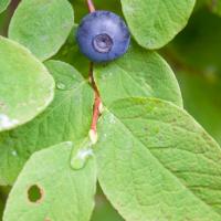 Early Blueberry (Vaccinium ovalifolium)