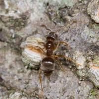 Brown Ant (Lasius sp)