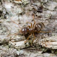 Brown Ant (Lasius sp)