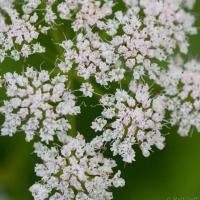 Pacific Water-parsley (Oenanthe sarmentosa)