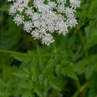 Pacific Water-parsley (Oenanthe sarmentosa)