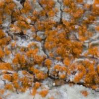 Algae on Lichen