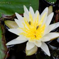 Fragrant Waterlily (Nymphaea odorata)