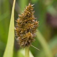 Sawbeak Sedge (Carex stipata)