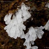 White Coral Slime (Ceratiomyxa fruticulosa)