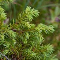 Common Juniper (Juniperus communis)