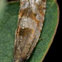 Moth (Lepidoptera sp)