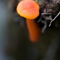 Orange Muskeg Mushroom (Hygrophorus sp)