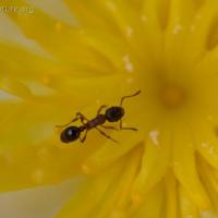 Muskeg Ant (Myrmica sp)