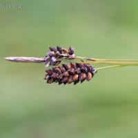 Variegated Sedge (Carex stylosa)