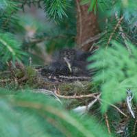 Hermit Thrush Nest with Young