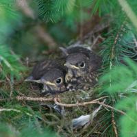Hermit Thrush Nest with Young