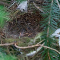 Hermit Thrush Nest