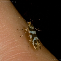 20070806-moth.jpg