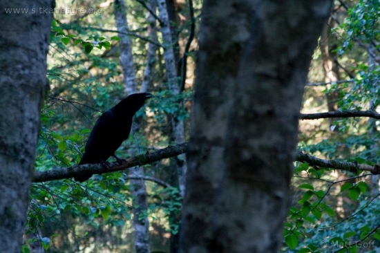 Northern Raven (Corvus corax)
