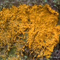 20070818-orange_slime_mold-1.jpg