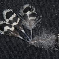 20070822-feathers.jpg