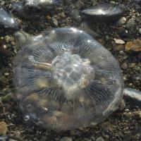 20070822-jellyfish-2.jpg