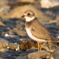 20070822-semipalmated_plover-3.jpg
