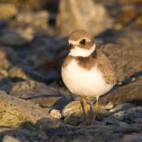 20070822-semipalmated_plover-5.jpg