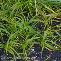 Large-head Sedge (Carex macrocephala)